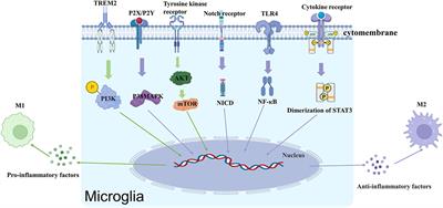 Microglia activation in central nervous system disorders: A review of recent mechanistic investigations and development efforts